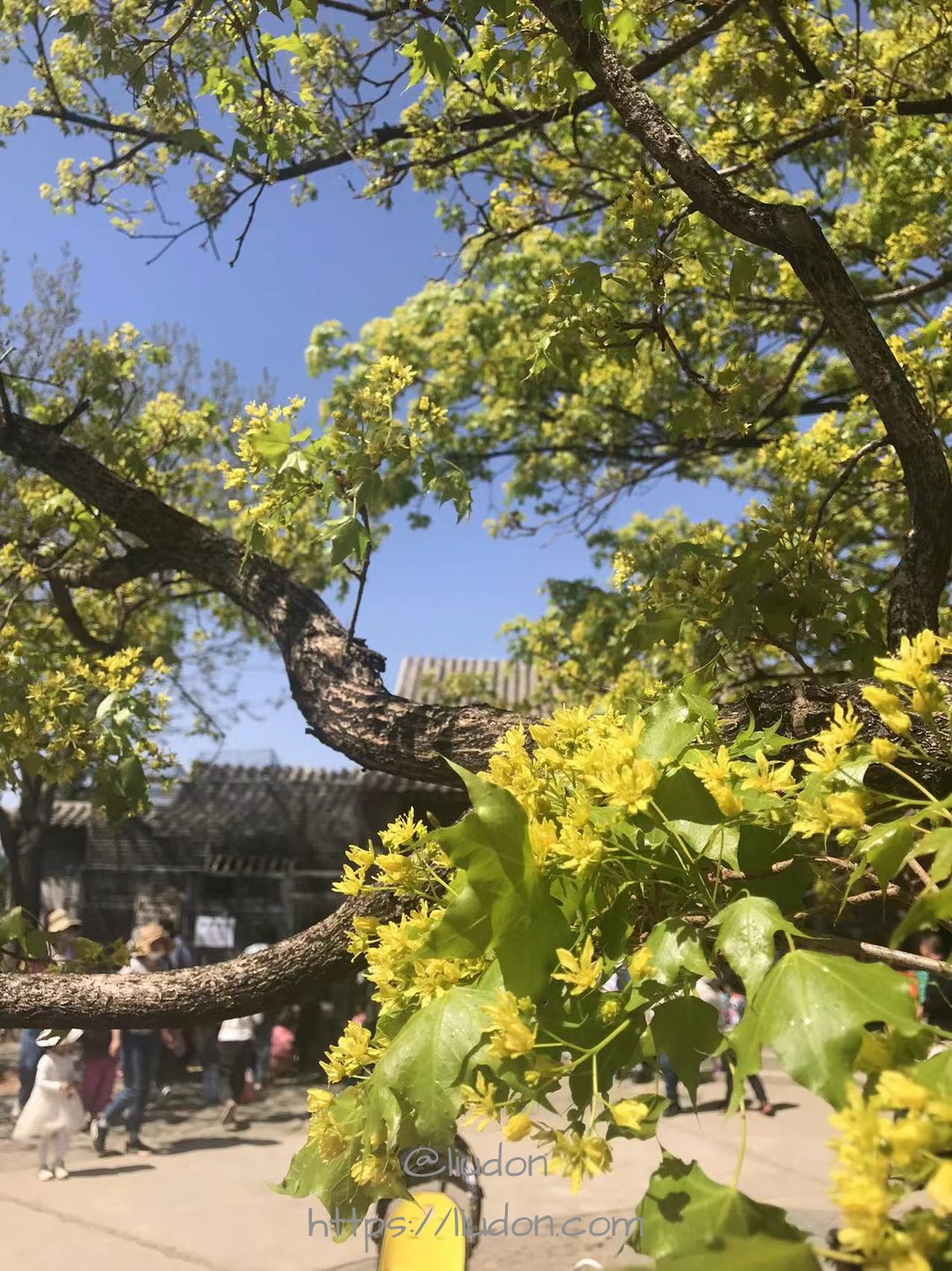 不知名的树